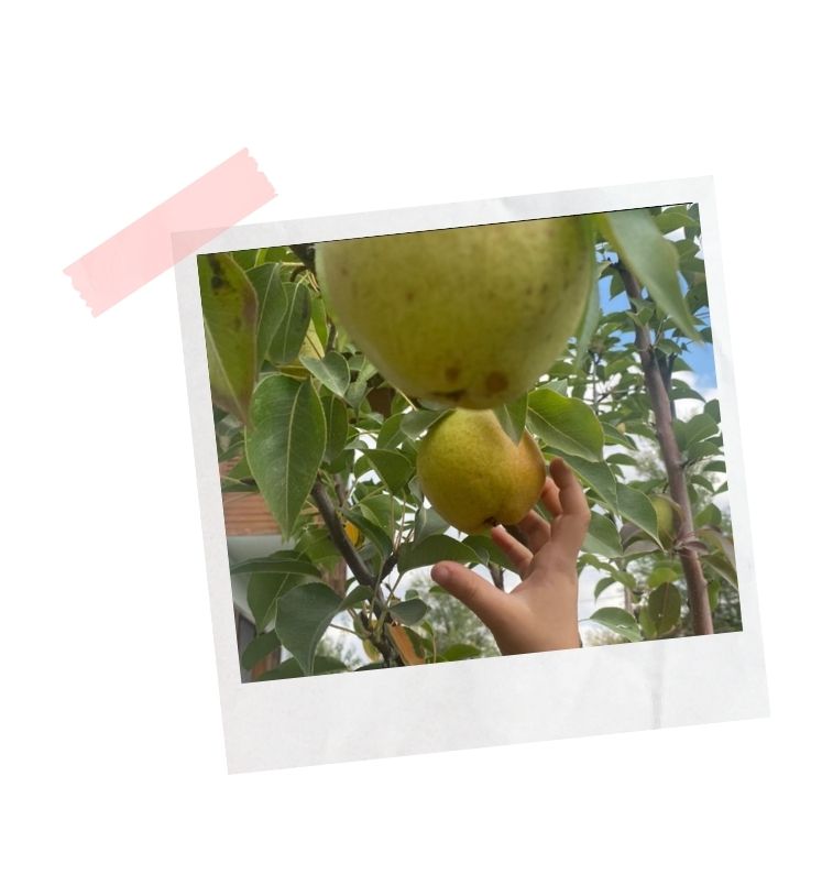 forest-faarm-school-e